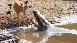 கொடூர முதலைக்கு தண்ணி காட்டிய மான்கள் எப்படி தெரியுமா animals wild life video tamil