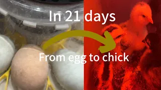 Hatching chicks days 1-21