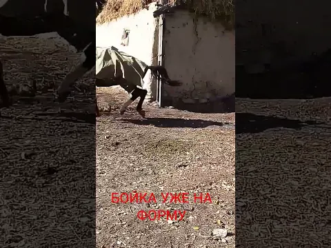 БОЙКА САБЗИХАРФ.
