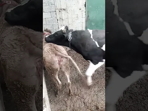 лайка  мон