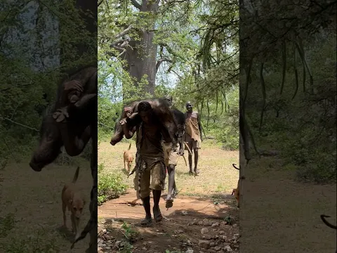 WAOOH😇 After a long and successful journey, the hunters found a wild boar. #hadzabetribe #wildboar