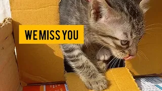 ‼️Pepper Dead Suddenly😰, The pain behind this was really a bad experience😿. We miss him badly. RIP