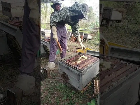 #bee #beekeeper #shorts #viral