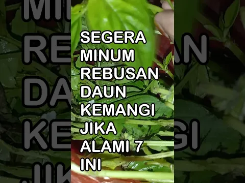 Minum Rebusan Daun Kemangi Jika Alami 7 Hal Ini #permanacuy