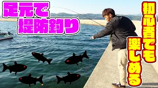 春イカ調査をしながら堤防の足元でお手軽ファミリーフィッシング！！