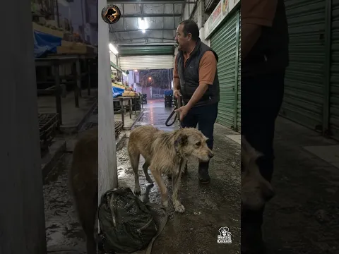 🥺🐾 Su dueño entró al hospital y él durmió bajo la lluvia con su mochila