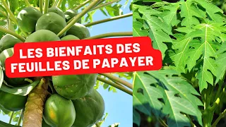 La Feuille de Papaye, le Remède Miracle ?
