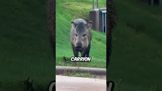 5 Most Invasive Wild Animals In The Entire World! 🤯