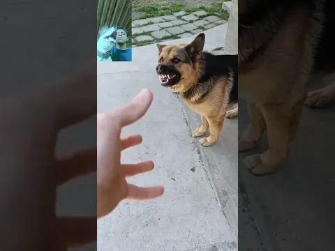 😱 Por esta razon no debes hacer enojar un cachorro #titanbeastok #shorts #funny #animals