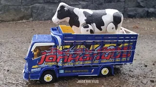 Truk Oleng Angkut Sapi Besar