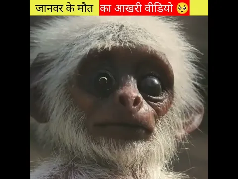 जानवरो का दिल दहला देने वाला वीडियो 🥺 आंख से आशु आजाएंगे #shorts #short