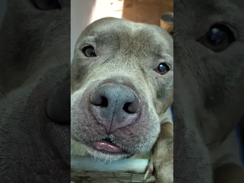 JOHN WICK DOG