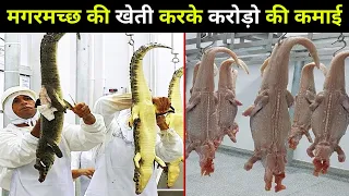 देखिये कैसे मगरमच्छ की खेती करके ये लोग हर महीने करोड़ो रुपए की कमाई करते है | Crocodile Farming