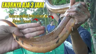 BUTUH ENERGI EKSTRA UNTUK MENAKLUKAN BELUT SEBESAR INI