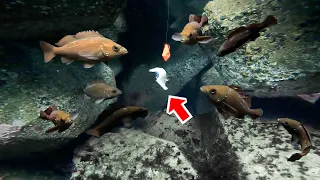 海にイカを落として3秒後…