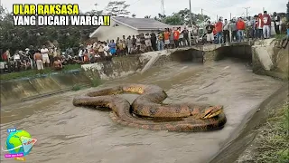 Warga Bongkar Sarang Ular PITON Sebesar Tiang Listrik Yang Telah Memangsa An4k SMP!! Panjang 8 Meter
