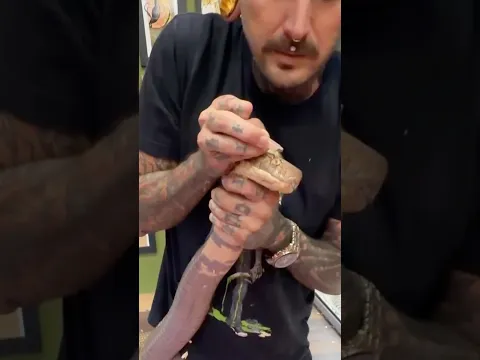 Removing an Eye Cap From a 13-Foot KING COBRA 😳