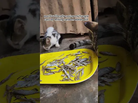 pov.shelter #help #catrescue #foryoupage #fyp #foryou #kitten #cat #lucy #animals #shorts ♥️
