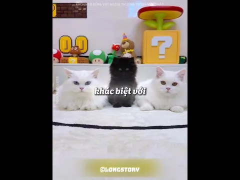 Lần đầu nuôi MÈO ĐEN, tôi bỗng nhiên trở nên GIÀU CÓ 🐈‍⬛ 😍 #shorts