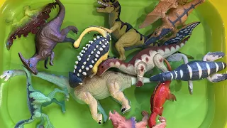 Learn Dinosaur Names in English and Korean. 공룡 이름 영어와 한국어로 배우기!