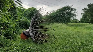 MOR peacock saund