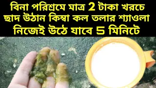 বাড়ির ছাদে উঠানে কল তলার চাতালে শ্যাওলা থেকে মুক্তি পাবেন 5 মিনিটে | Easy ways to get rid of algae