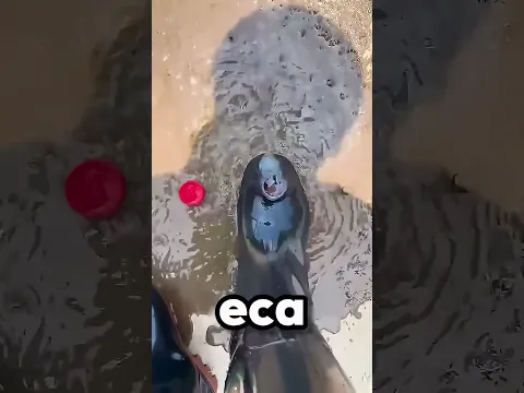 Papai Tem Água Dentro Do Sapatos! 😨😂