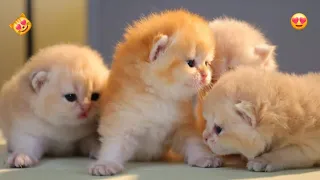 When God sends you a cute kitten 😻💖