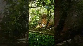 zoológico de Brasília Amigovos está ao vivo!