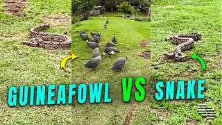 Helmeted Guineafowl Birds Approach a Snake