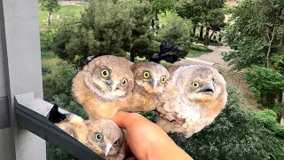 So cute owls 🦉