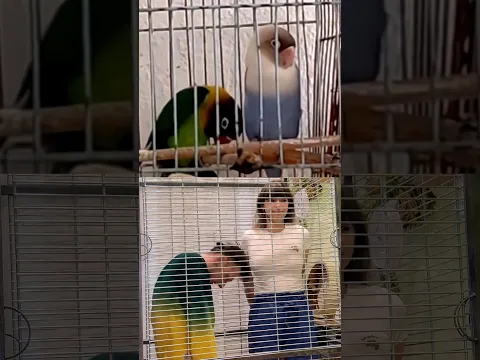 We took seriously this duet with parrots #dance