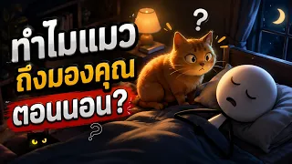 ทำไมแมวถึงมองคุณตอนนอน ทั้งที่คุณไม่ได้ทำอะไร?