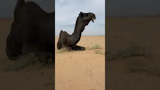 الهرش زعلان😂😂 #قناة_البادية_الرسمية