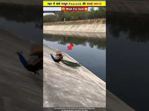 नहर में फंसा मासूम Peacock 🦚🥺