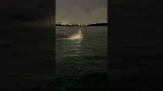 Florida Shark Attack Caught On Camera