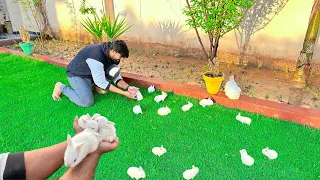 Rabbit Babies Nay Khub Enjoy Kia ❤️