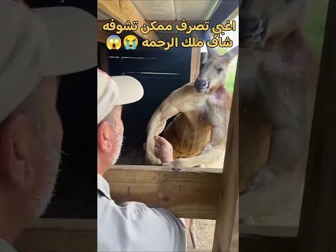 السلام علي الكنغر   اتحول لصدمه 😱🤯 شاف ملك الرحمه