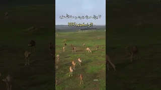رحمة الله عليه