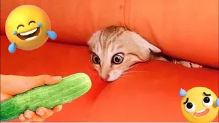 Pets Gone WILD! 🤣 Funniest Animals That Will Make Your Day Brighter! 🐾😂