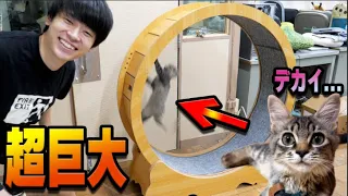 【衝撃】人間サイズのキャットホイールに子猫を入れたら本能覚醒！！