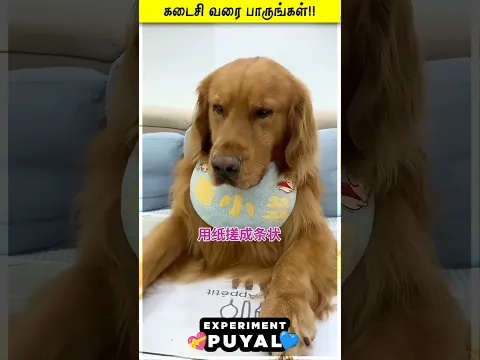 SAD SCOOBY LIFE STORY 😞😱 Experiment Puyal | #Shorts #Reels #puppy #Emotion