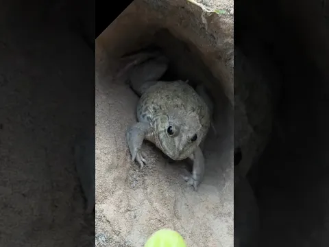 funny frog 🐸 Ep231 #shorts
