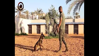 تدريب الكلاب البوليسية في ليبيا