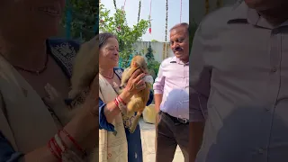 पहाड़ों में आग लगने से इस बच्चे की माँ जल गई थी #maa #monkey #animal #youtubeshort #emotional #viral