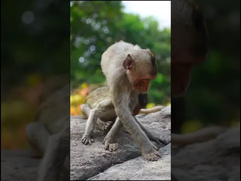 Mango picking food #adorablemonkeypark
