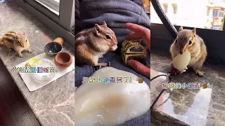 【小松鼠普洱】小松鼠也是时尚专家呀！#松鼠 #可爱 #搞笑