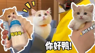 【#一只又廷】奶猫大合集！感受可爱暴击吧😊