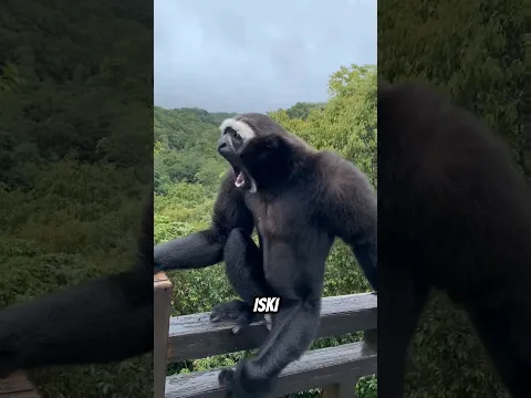 Top 3 Most Bizarre Monkey Sounds Ever Caught On Camera!