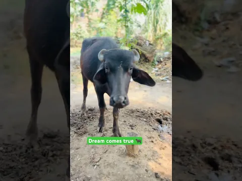 Sapna pura hua #india #desi #family #sapna #desicomedy #familyvlog #minivlog #ytshorts #trending
